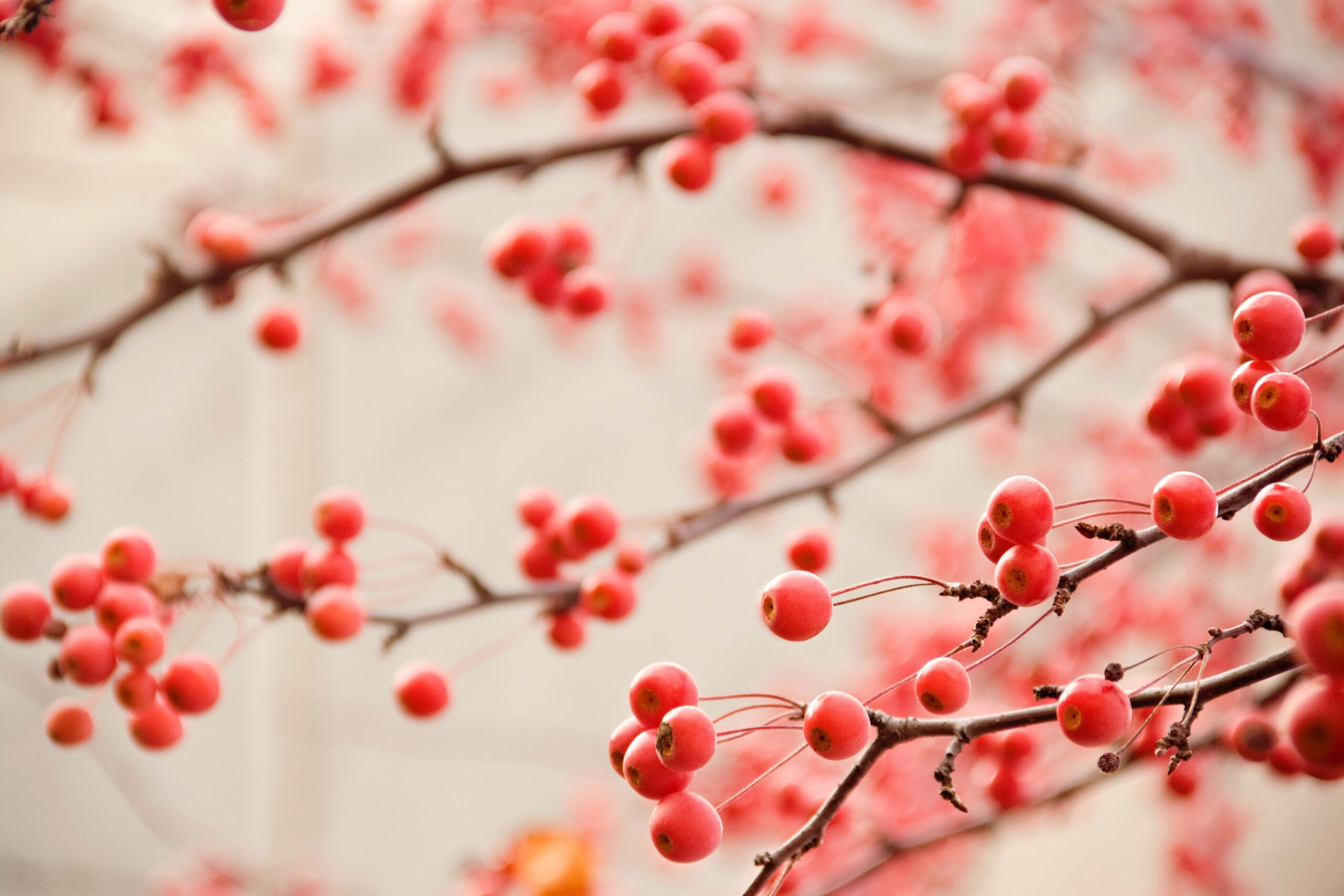 Red Berries Christian Stock Images